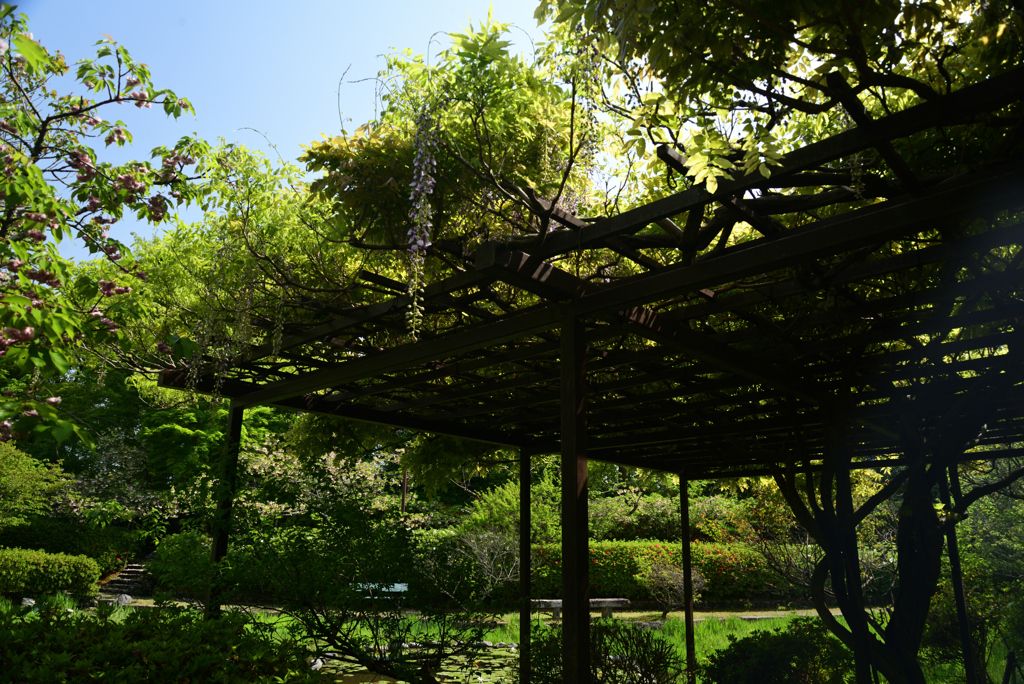 220422梅宮大社36