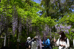 230423c萬葉植物園63