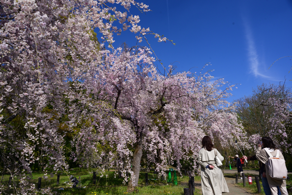 230404b京都植物園36