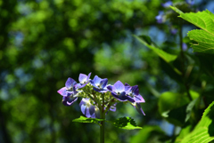 200607梅宮大社37