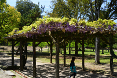 230423a奈良公園12