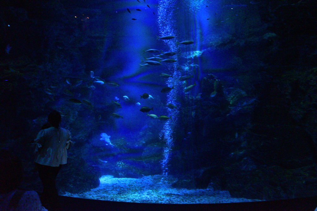 240820京都水族館29