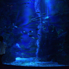 240820京都水族館29