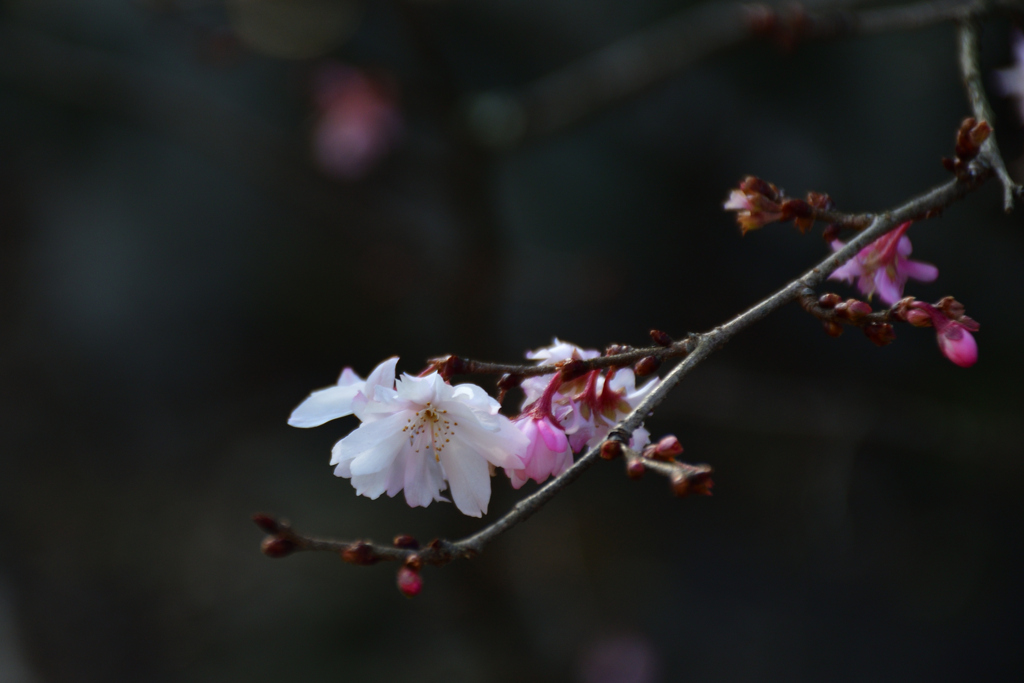 260117b平野神社13