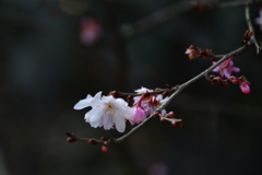 260117b平野神社13