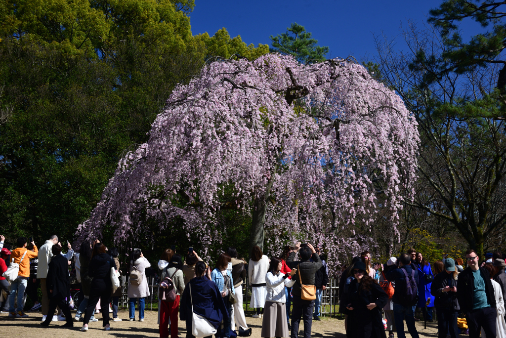 240327c京都御苑41