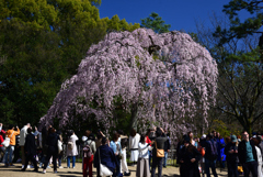 240327c京都御苑41