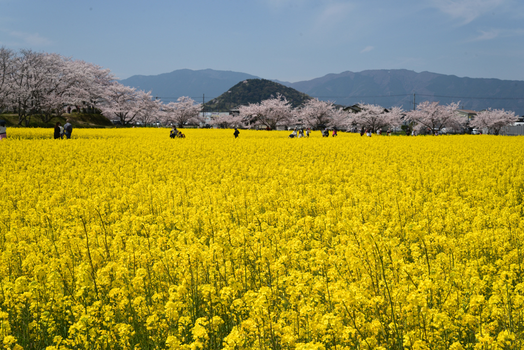 220406a藤原宮跡16