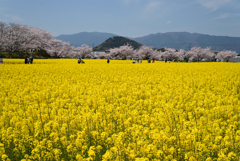 220406a藤原宮跡16