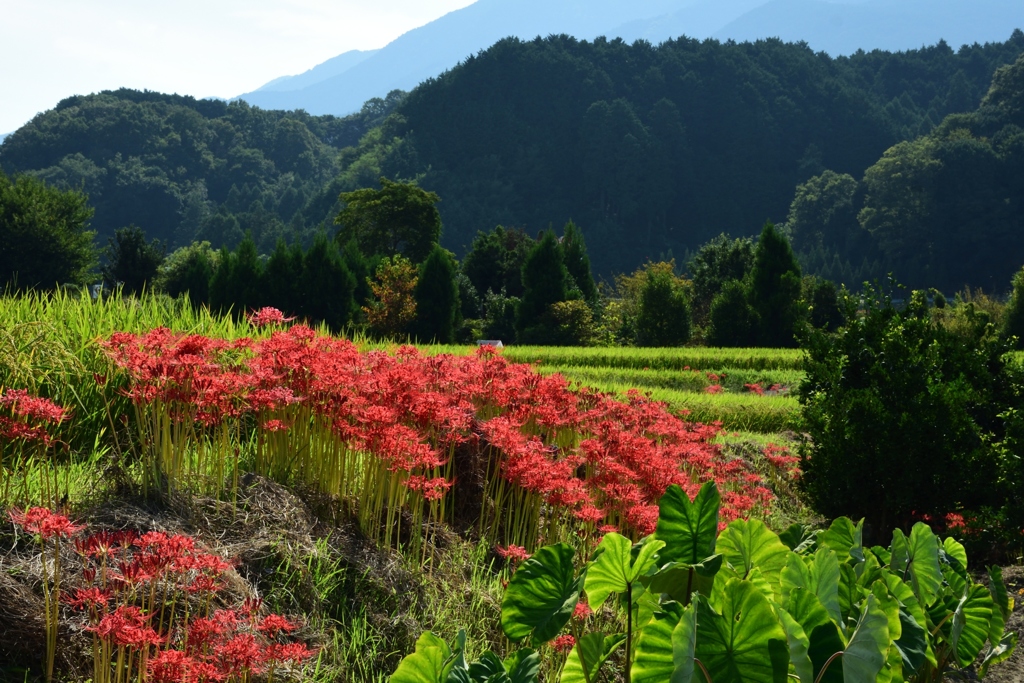 180919一言主神社34+