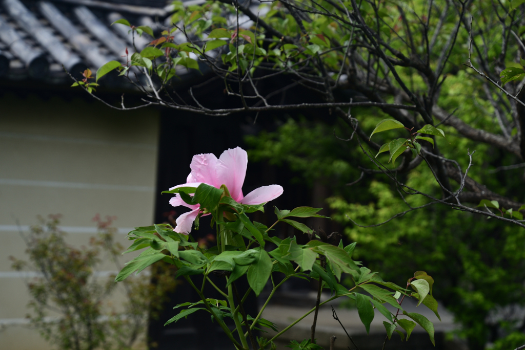 220422梅宮大社07