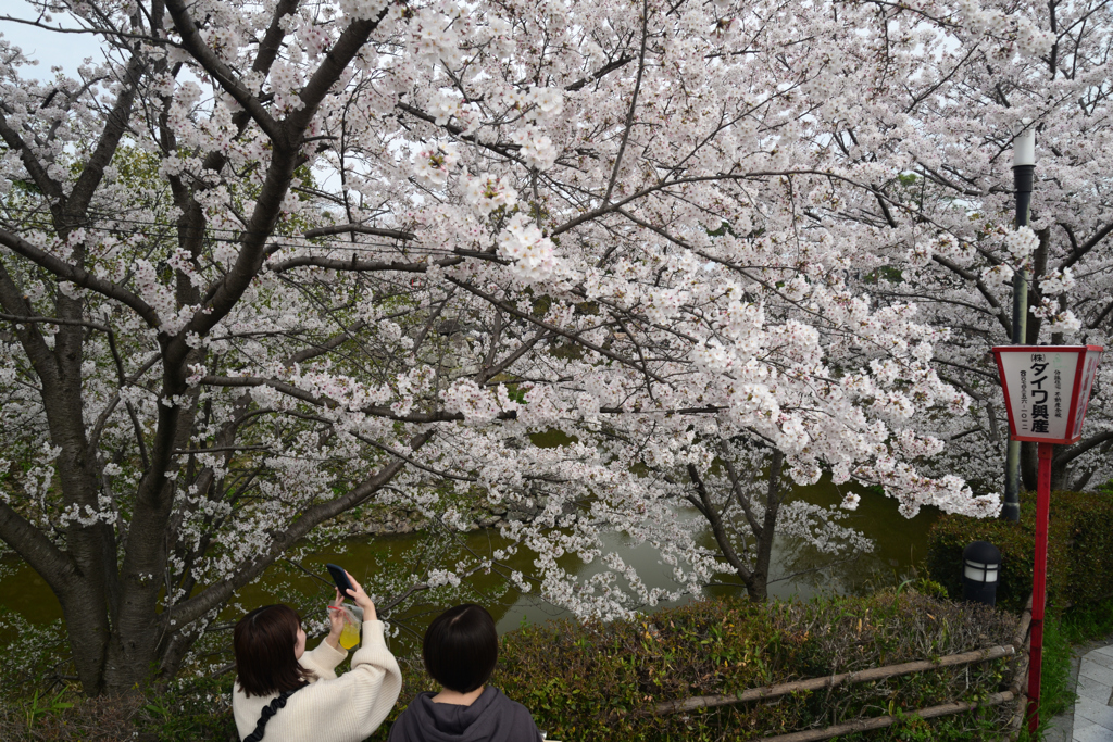 240406b郡山城26