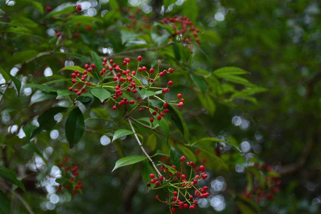 200119京都植物園32