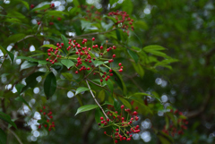 200119京都植物園32 200119京都植物園32