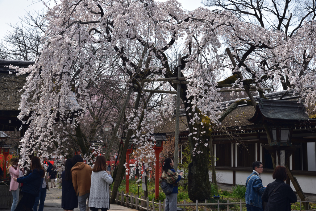 190327c平野神社33