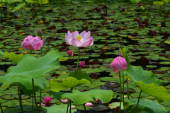 230702万博公園05