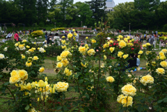220515b靭公園22GoldenMedaillon