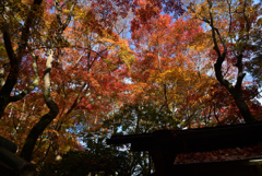 211119b祇王寺50