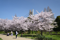 210331a山田池公園15