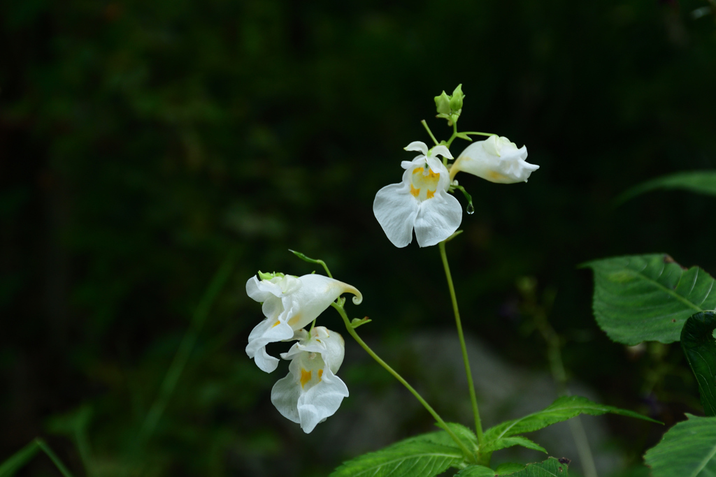 250926京都植物園19