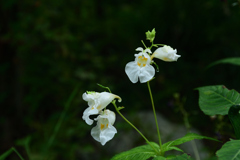 250926京都植物園19