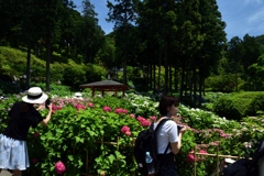 180614a三室戸寺28+