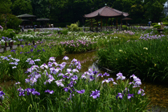 220610城北公園37