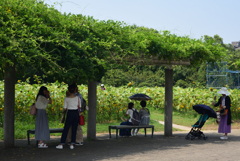 190818長居植物園21