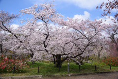 200402a京都植物園53