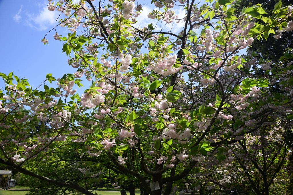 240419a京都植物園09