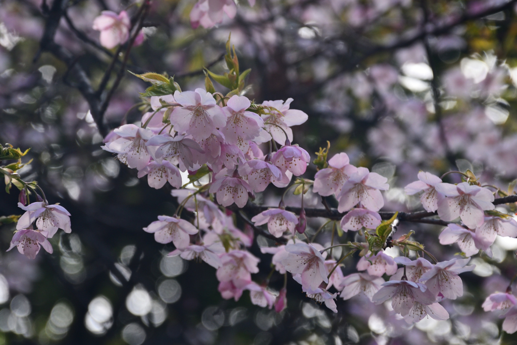 240302鶴見緑地13