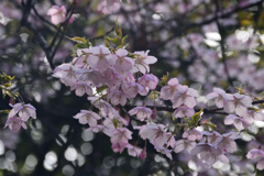 240302鶴見緑地13