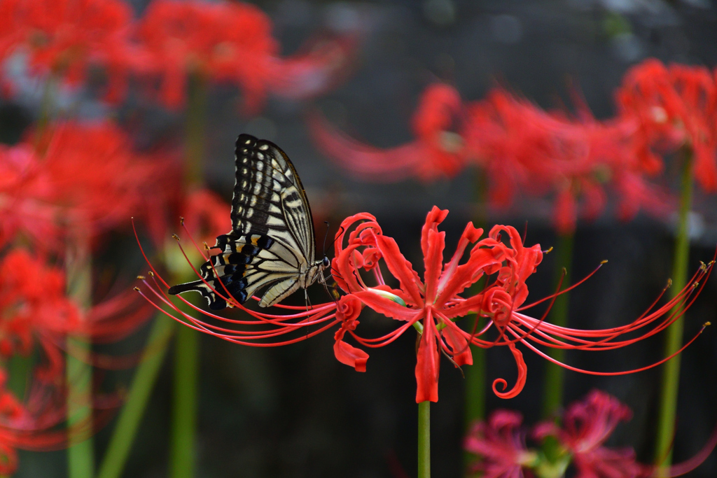 250926京都植物園41