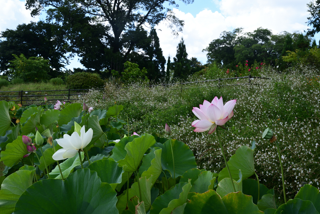 230801京都植物園36
