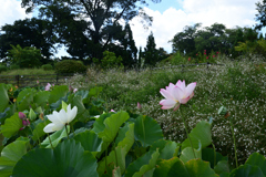 230801京都植物園36