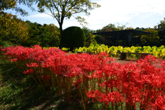 231012万博公園04