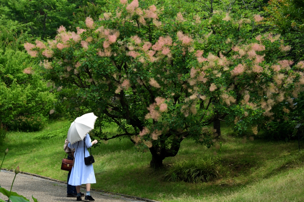 180622a宇治植物園34+
