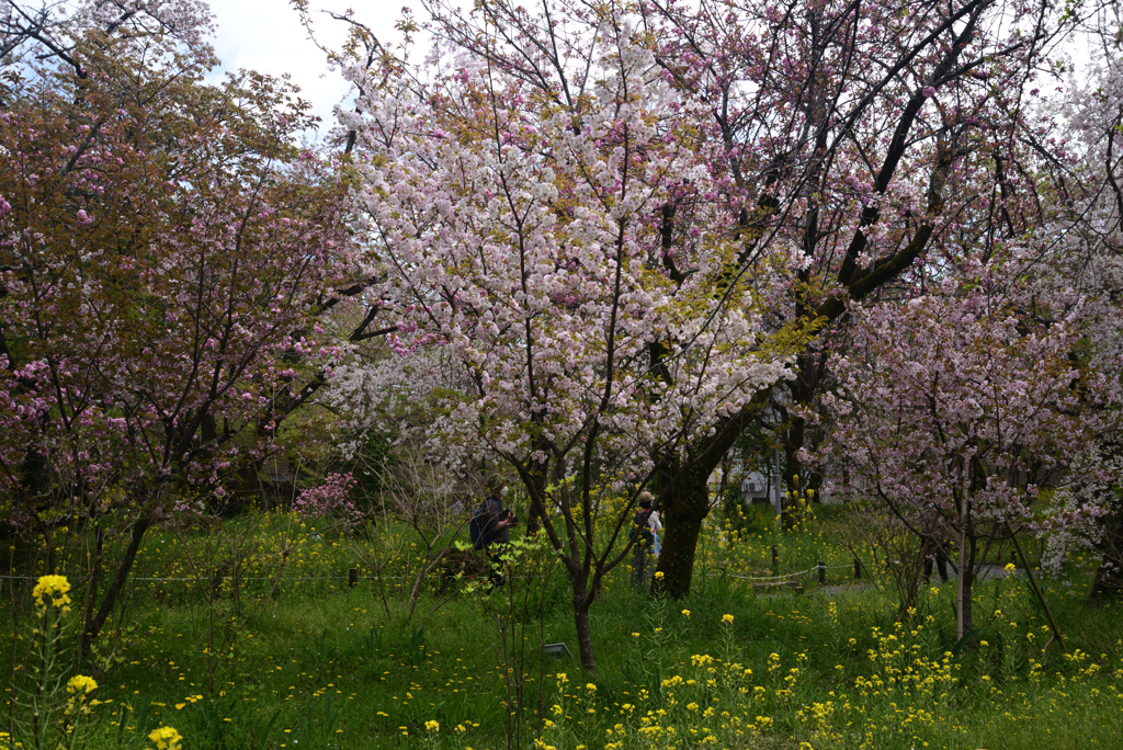 220412b平野神社08大内山