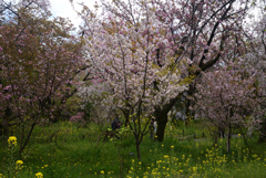 220412b平野神社08大内山
