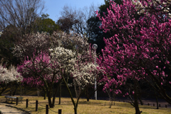 190218荒山公園65