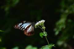 251003京都植物園22