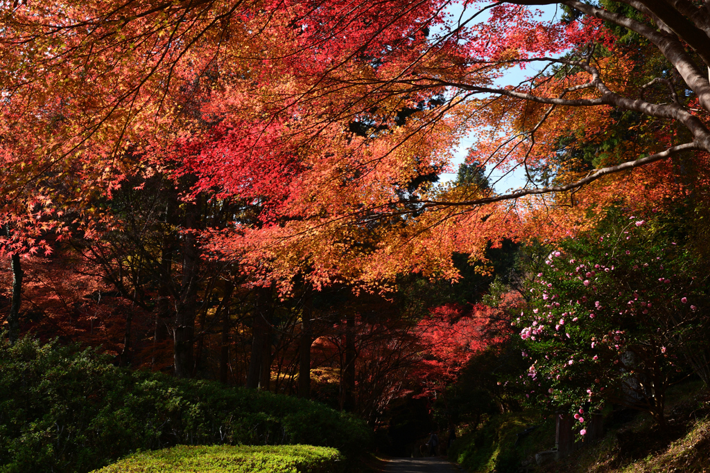 231123a石山寺51