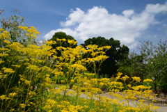 220915c京都植物園06