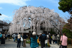 250331d本満寺21