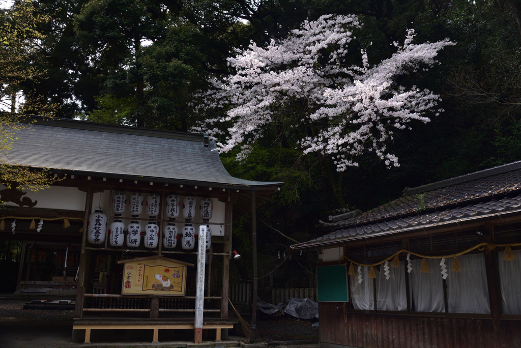 200403c小倉神社52