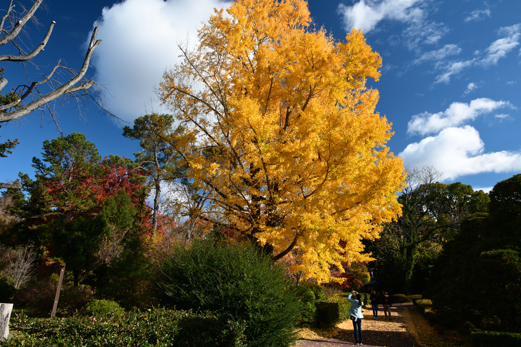 231202a京都植物園03