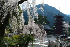 250405b身延山久遠寺20
