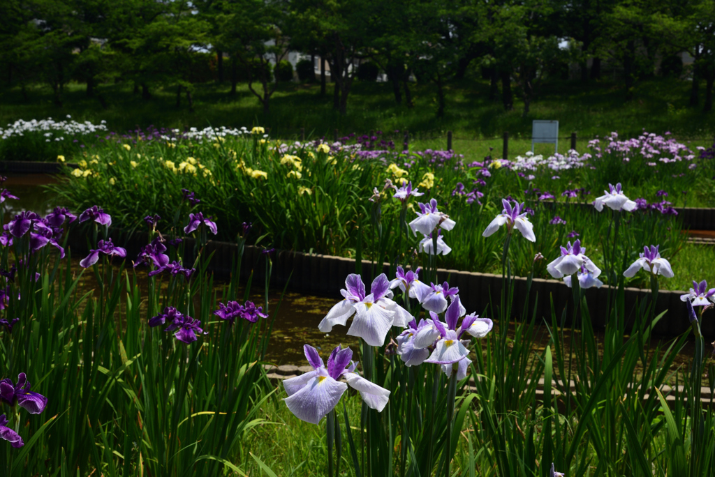 200602a白鷺公園12