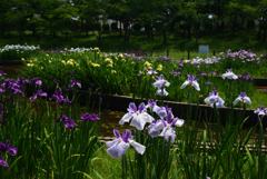 200602a白鷺公園12