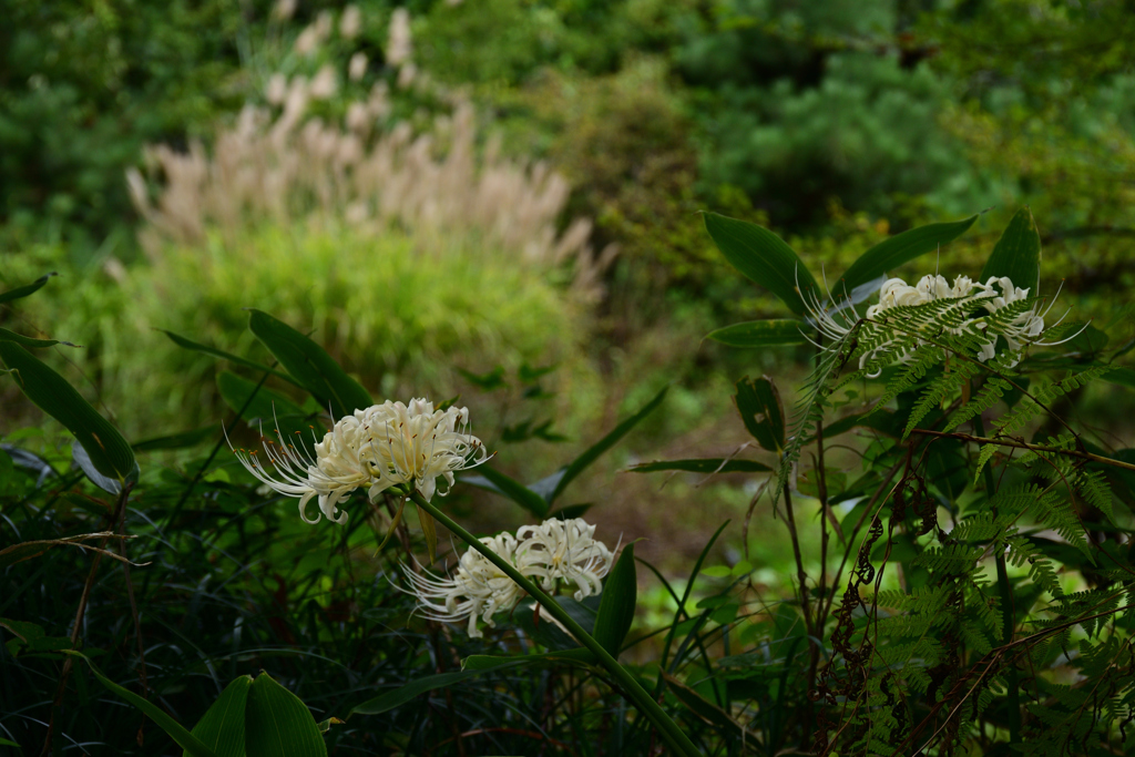 231003京都植物園32